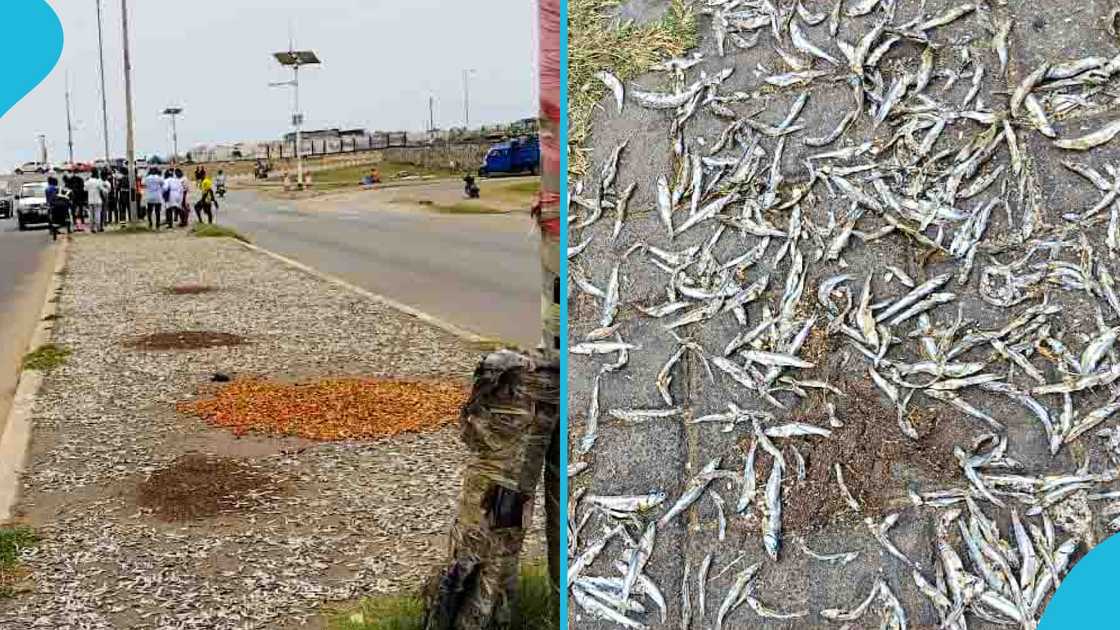Fishmongers Arrested and Convicted Drying Fish on Road Median