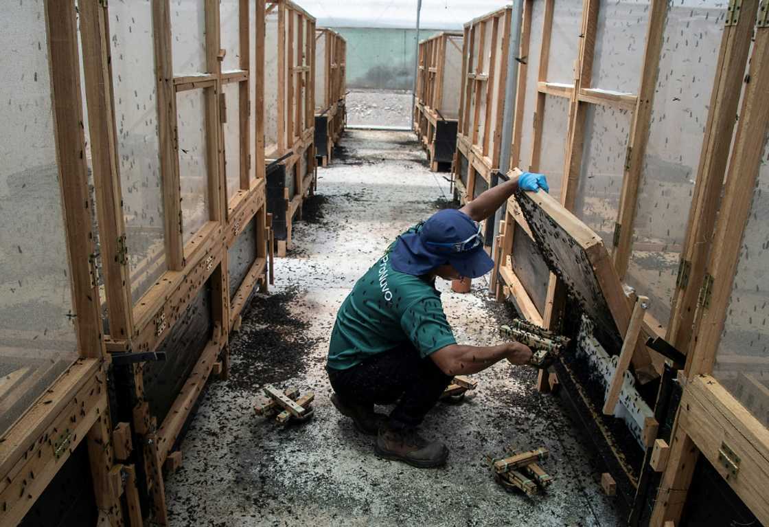 The company's final products are in the form of dried larvae, protein powder or insect oil The company's final products are in the form of dried larvae, protein powder or insect oil