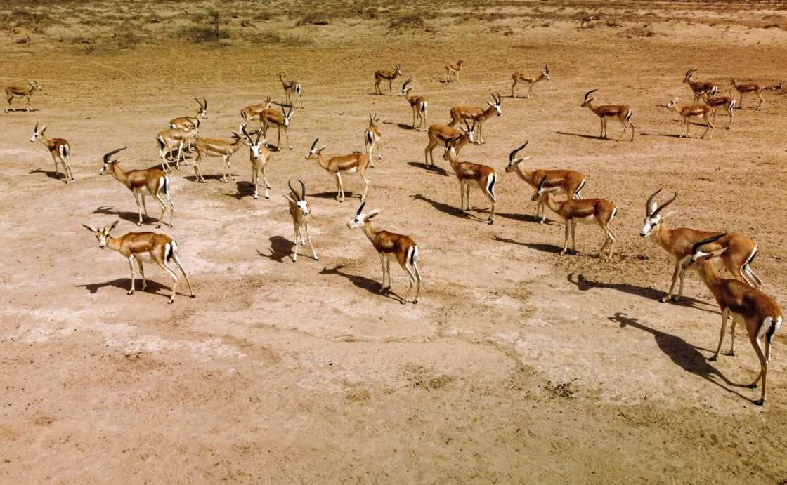 Outside Iraq's reserves, the gazelles are mostly found in the deserts of Libya, Egypt and Algeria but are unlikely to number 'more than a few hundred' there, according to the International Union for Conservation of Nature's Red List Outside Iraq's reserves, the gazelles are mostly found in the deserts of Libya, Egypt and Algeria but are unlikely to number 'more than a few hundred' there, according to the International Union for Conservation of Nature's Red List
