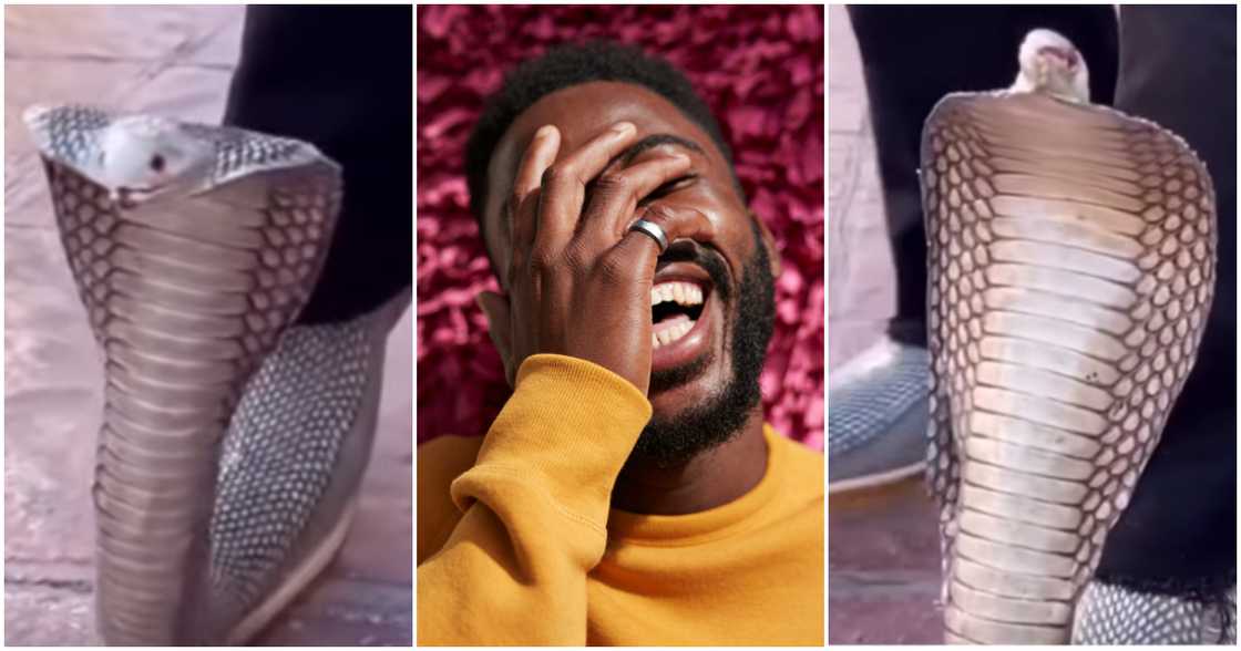 Netizens react to video showing man's cobra-designed shoe. Netizens react to video showing man's cobra-designed shoe.