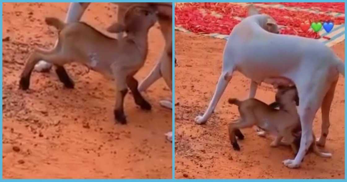 Goat and puppy sharing same breastmilk Goat and puppy sharing same breastmilk
