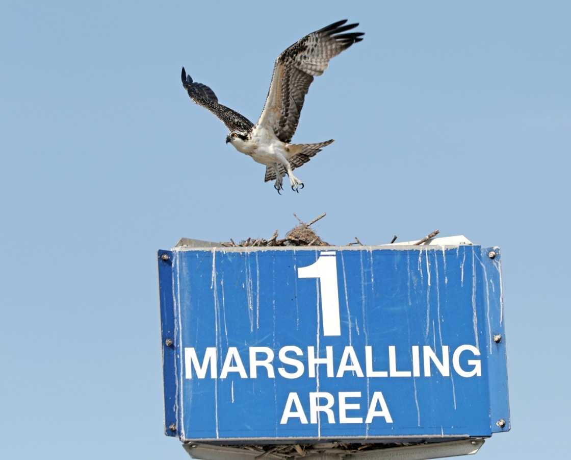 An osprey takes flight from a nest it was building at the Kennedy Space Center in Florida An osprey takes flight from a nest it was building at the Kennedy Space Center in Florida