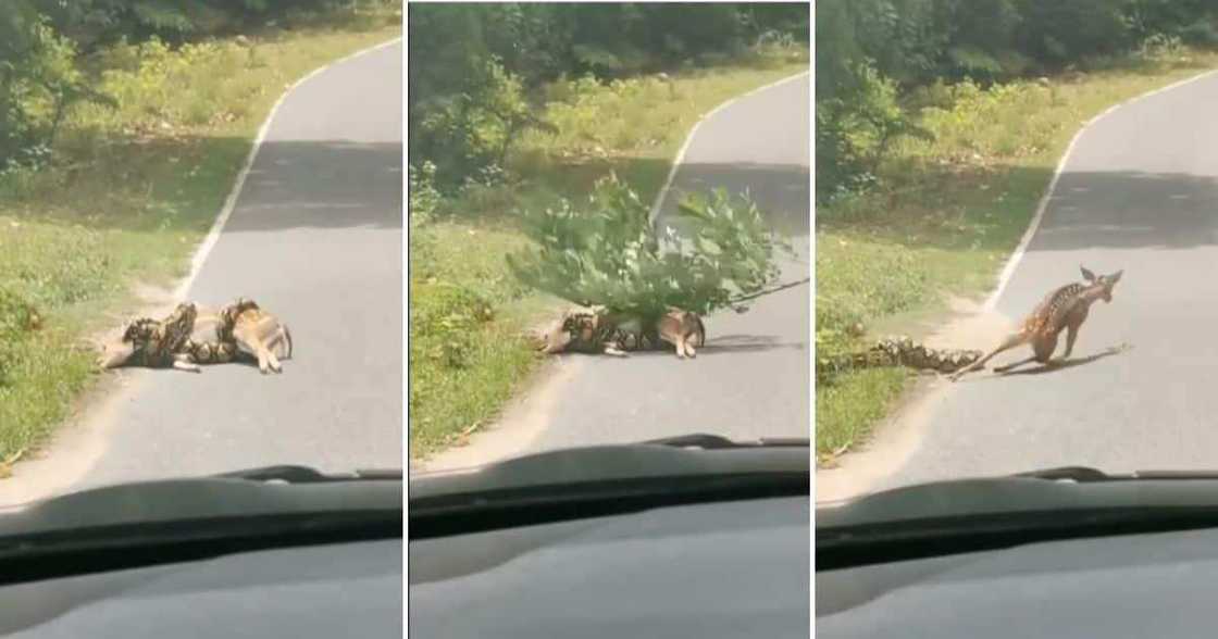 Snake, Deer, Viral Video, South Africa