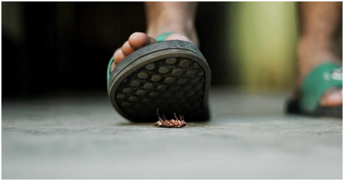 Stepping on a cockroach Stepping on a cockroach