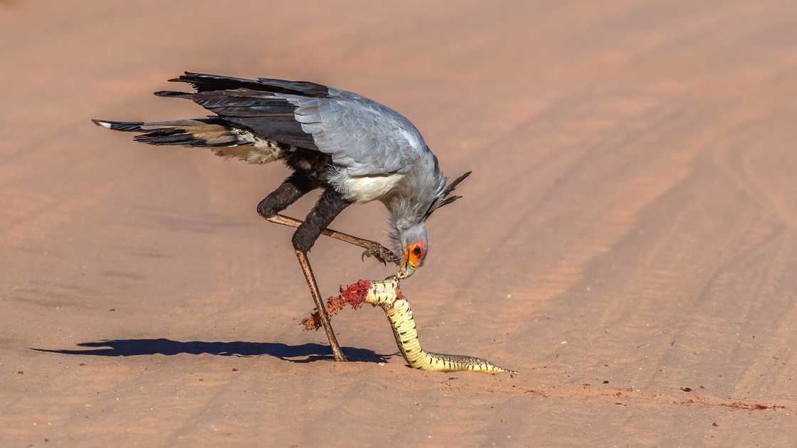 A secretary bird eating a puff adder snake A secretary bird eating a puff adder snake