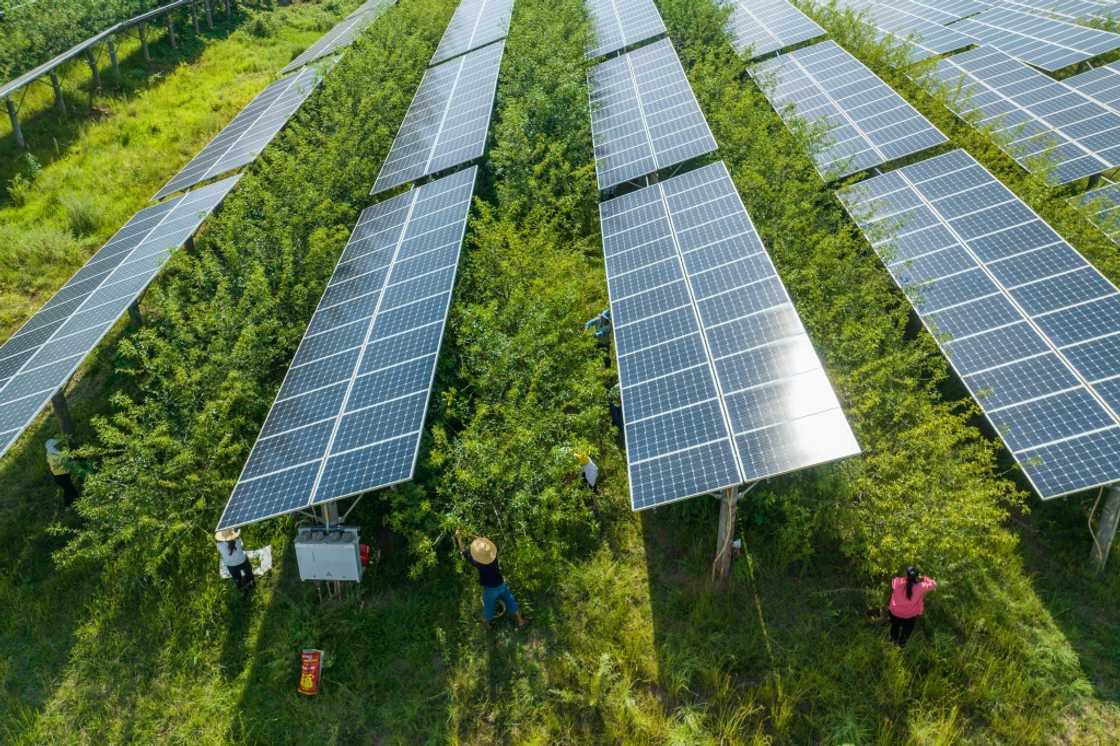 Pepper farmers work in field under solar panels in China's southwest Guizhou province Pepper farmers work in field under solar panels in China's southwest Guizhou province