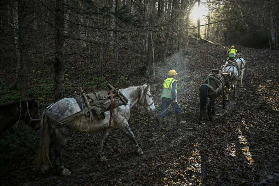 Horses usually make two trips per day