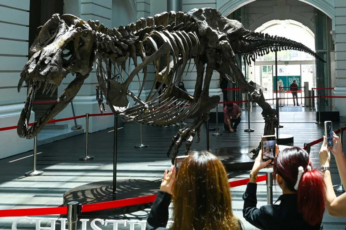 The T-rex skeleton will be on display for three days before being shipped to Hong Kong to be sold in November The T-rex skeleton will be on display for three days before being shipped to Hong Kong to be sold in November