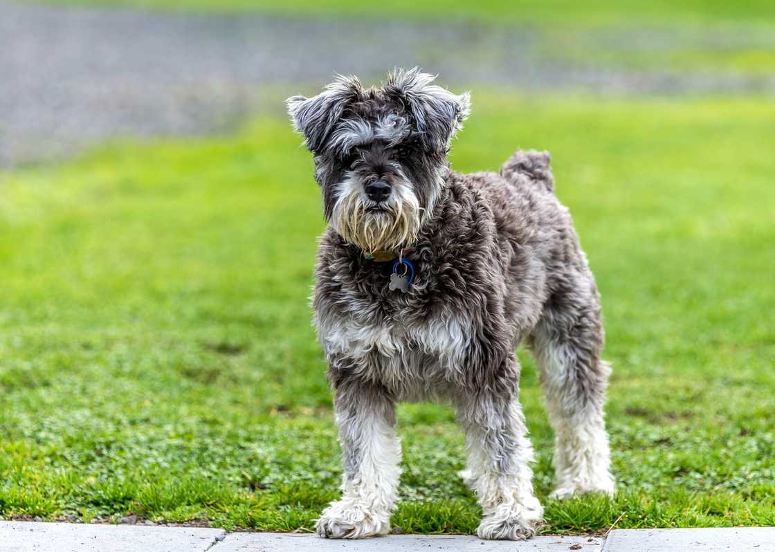 A Miniature Schnauzer standing in a field.