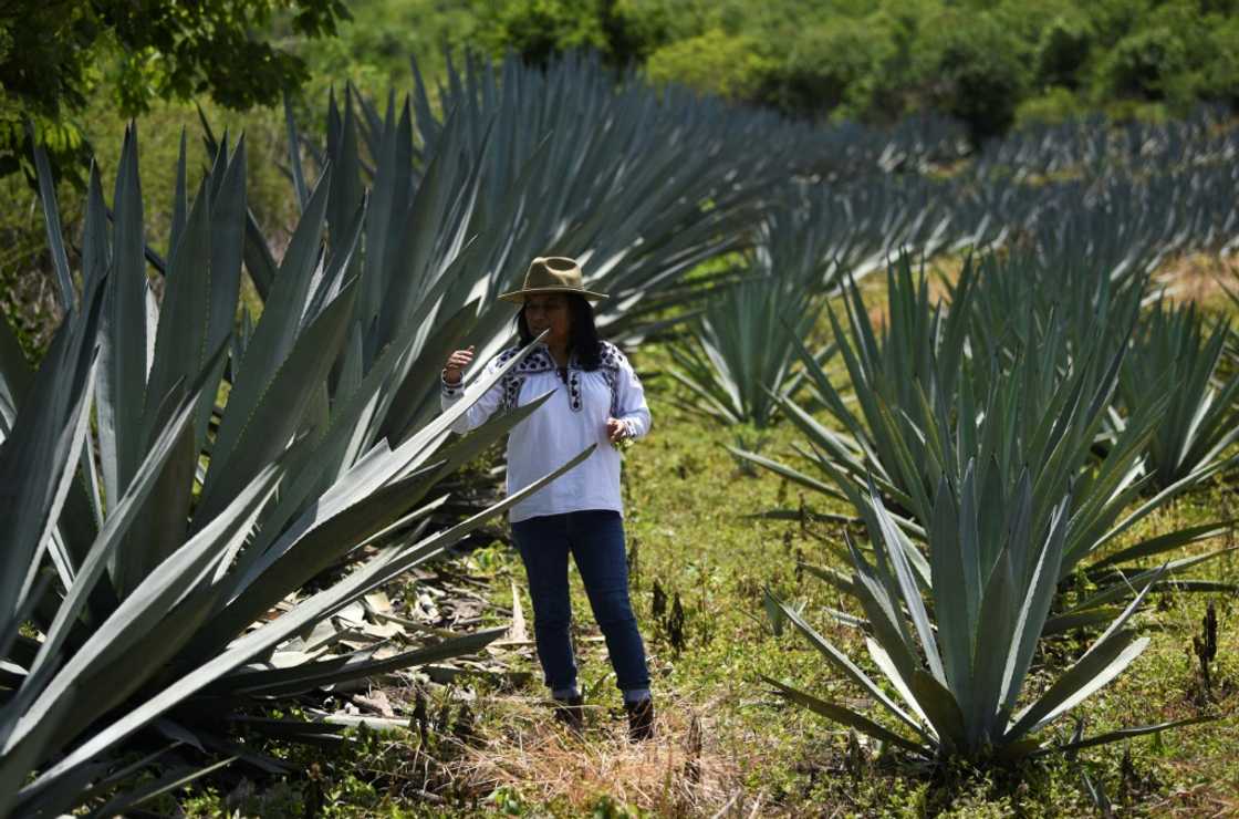 Mezcal producer Sosima Olivera inspects agave plants growing in Villa Sola de Vega in Mexico's southern state of Oaxaca Mezcal producer Sosima Olivera inspects agave plants growing in Villa Sola de Vega in Mexico's southern state of Oaxaca