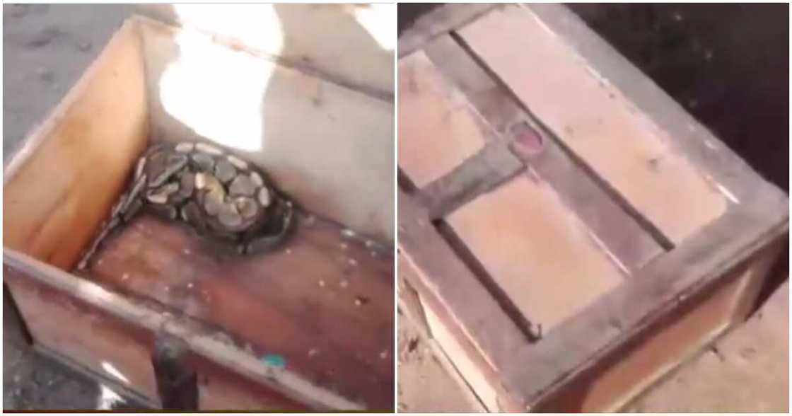 Photos of money-vomiting snake in a box. Photos of money-vomiting snake in a box.