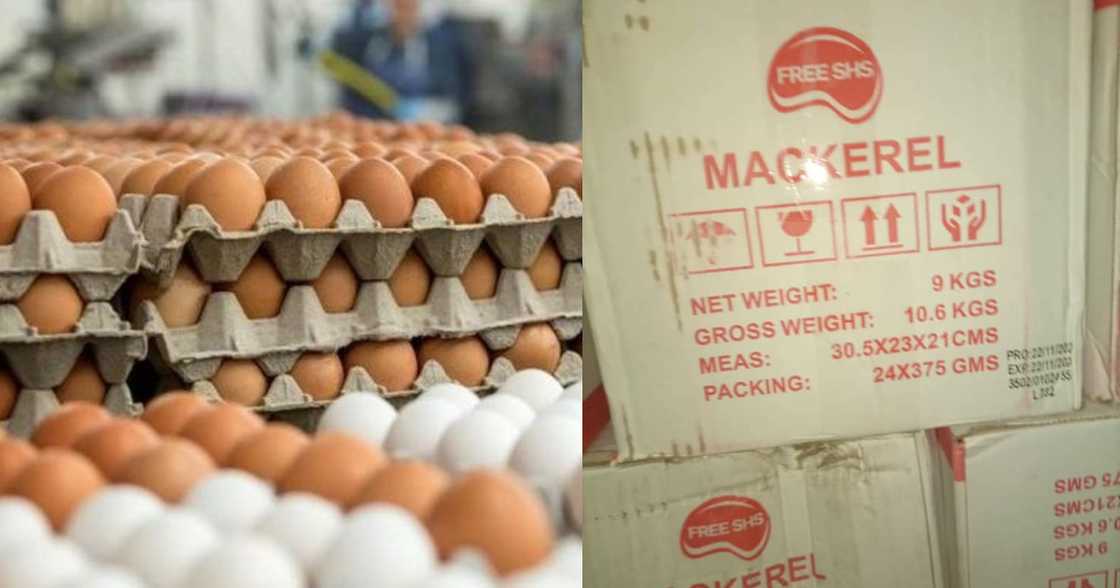 Poultry farmers in trouble as gov't opts for Chinese mackerel for Free SHS students instead of eggs