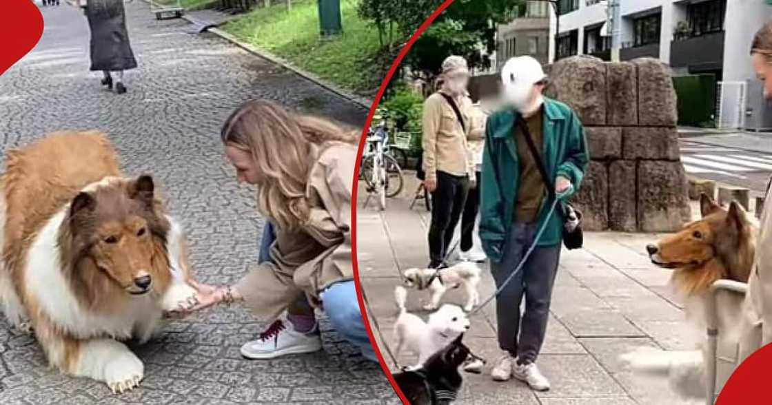 Japanese man turns into 'dog'