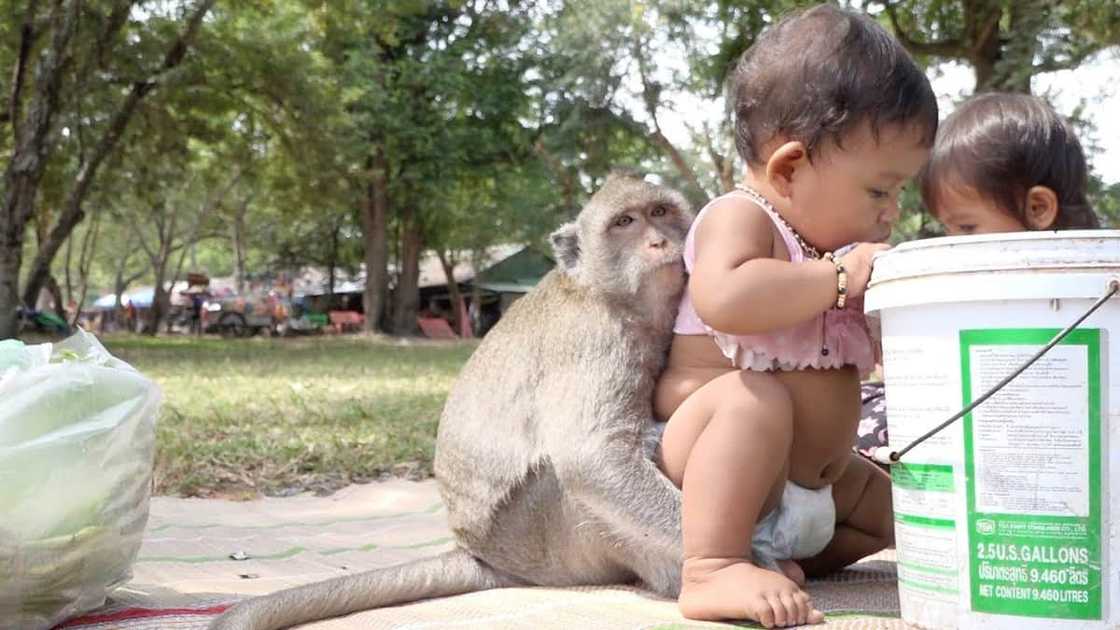 12-day-old baby dies after being snatched from mother's lap by monkey in India 12-day-old baby dies after being snatched from mother's lap by monkey in India