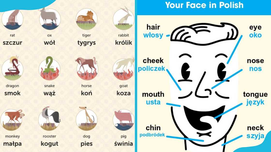 Polish words and their English translations Polish words and their English translations