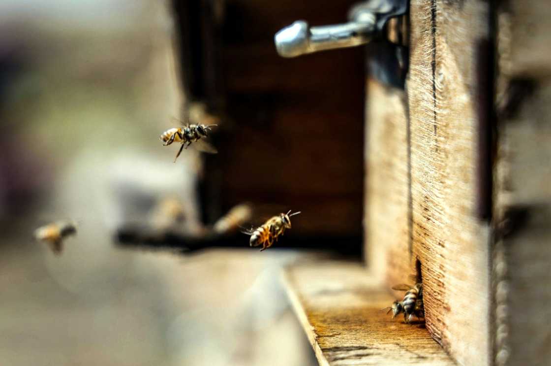 Mounting desertification is reducing the area of land that will sustain the flowering plants on which bees depend Mounting desertification is reducing the area of land that will sustain the flowering plants on which bees depend