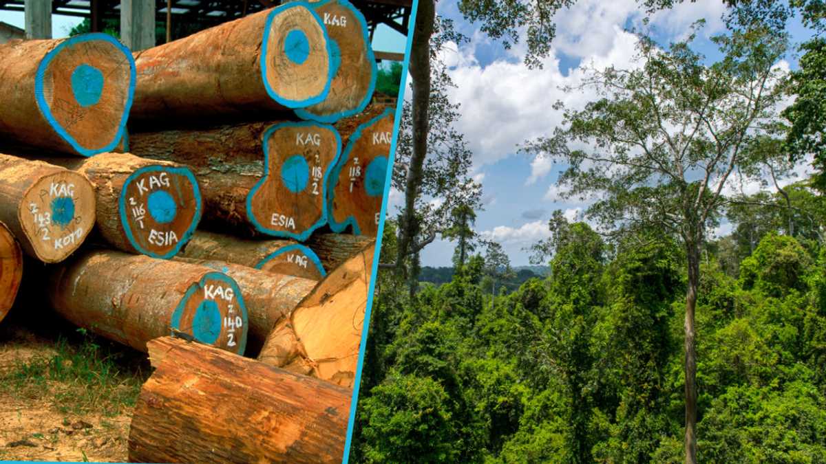 Timbrer Collapsing Timber Millers Warn Of Imminent Collapse Of Ghana's Timber Industry Due ...