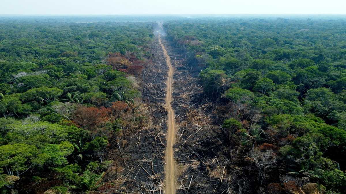 Carrefour still sells beef tied to Brazil deforestation: NGO - YEN.COM.GH