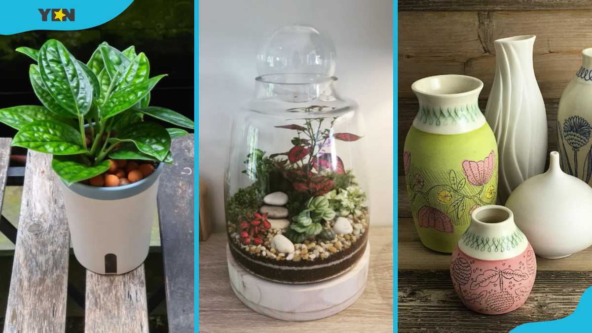 20 best gift ideas for plant lovers that will brighten their homes and hearts