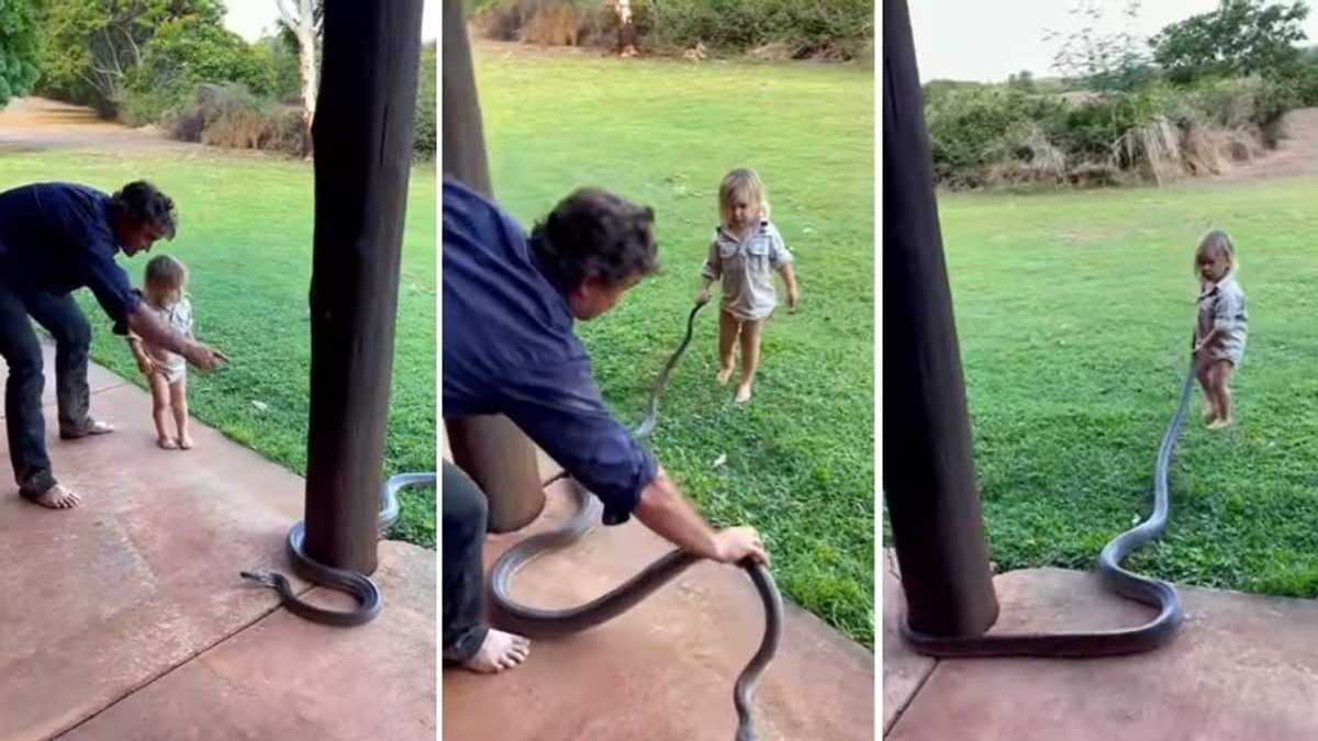 Little Boy Bravely Dragging Large Snake by the Tail in Australia Leaves ...
