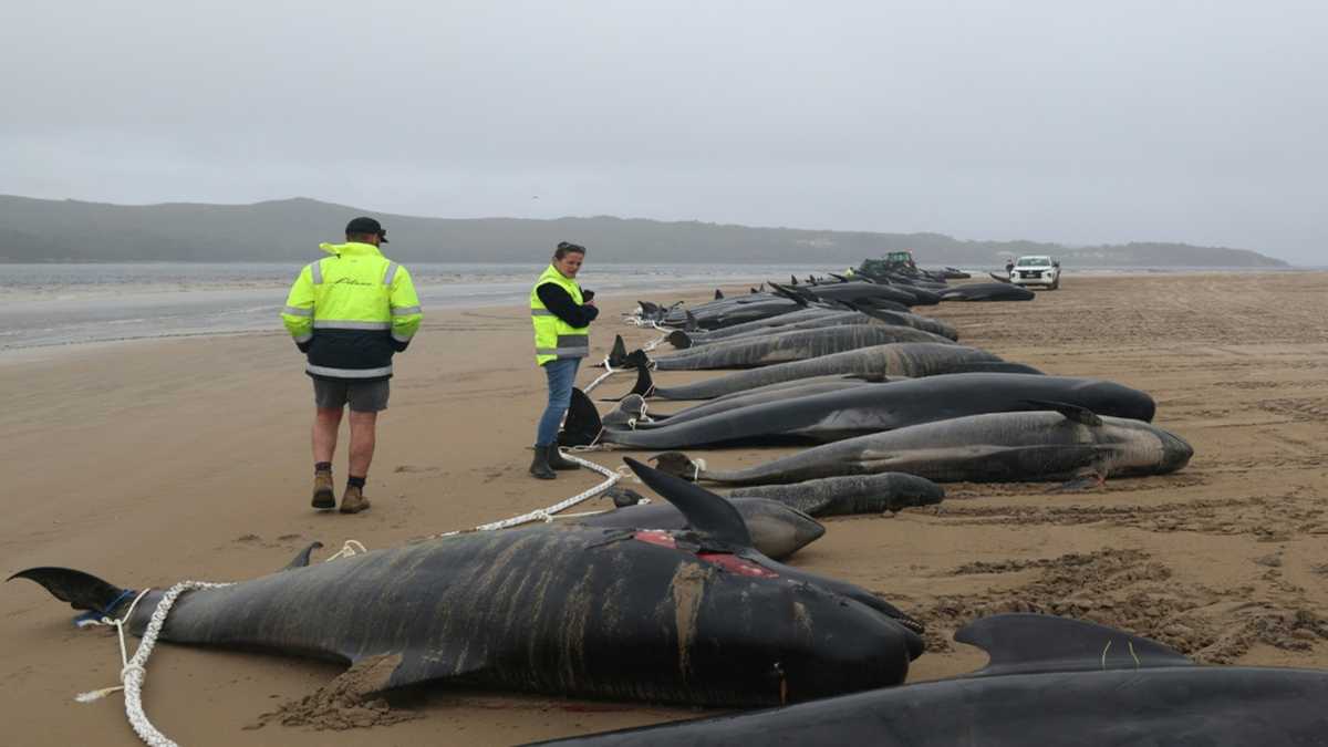 Australian rescuers race to save stranded pilot whales - YEN.COM.GH