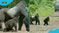 Huge gorilla stands in the middle of the road to block cars for his entire 'family' to cross safely