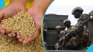 Soldiers to be deployed at Ghana borders to prevent grain smuggling after ban on exports