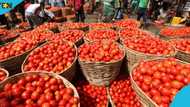 Tomato prices set to rise in Ghana following Burkina Faso attack on Ghanaian traders