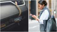 Big snake mysteriously end up on the dashboard of car, Photos leave people in awe