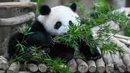 Fossil discovery solves mystery of how pandas became vegetarian