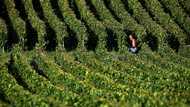 French champagne harvest begins with 'promising' outlook