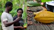 Tetteh Quarshie: The man whose 140-year-old farm still makes Ghana huge money