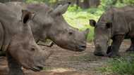 Rhinos killed, poachers arrested in S.Africa's Kruger Park