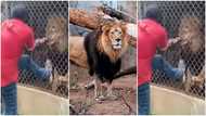 Zookeeper loses his finger after he tried playing with lion that was locked up