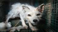 Finnish fur farm horror caught on video as industry fights ban