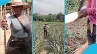 Michy storms thick pineapple farm to pick fruits for her roadside business