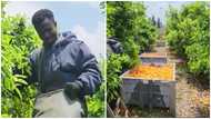 Ghanaian man in Israel laments over the difficult nature of his job as a fruit picker: “I fill two huge boxes everyday”