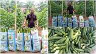 Graduate who Went into Farming Breaks the Internet With Huge Cucumbers he Harvested