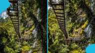 Amedzope canopy walkway collapses, authorities close facility down for investigation