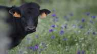 Spain to put video cameras in abattoirs
