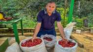 Cuba bets on specialty coffee to boost industry