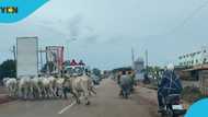 Stray livestock threaten safety and hygiene in Tamale city centre