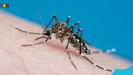 Dengue fever outbreak: 36 cases recorded in Eastern and Central Regions