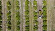 Fruit in crisis: Florida's orange groves buffeted by hurricane, disease