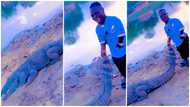 Shatta Bandle plays with a giant crocodile in video and brags about his wealth