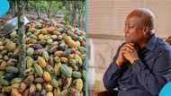 “I planted cocoa on 50 acres”: Mahama shares farmers' pain, says cocoa price cuts affected him too