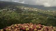 'Zero income' after storms ravage famed Greek apple harvest