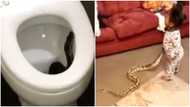 3 videos of snakes making scary moves; baby shakes mom to the core as she holds one in clip