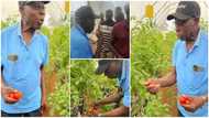 Ex-President Obasanjo Visits Farm of Nigerian Man that Grows Crops in the Air, Plucks Tomatoes in Photos