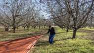 In energy-starved South Africa, whites-only town basks in solar power